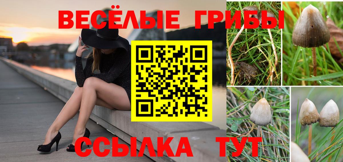 Галлюциногенные грибы Psilocybe Ульяновск